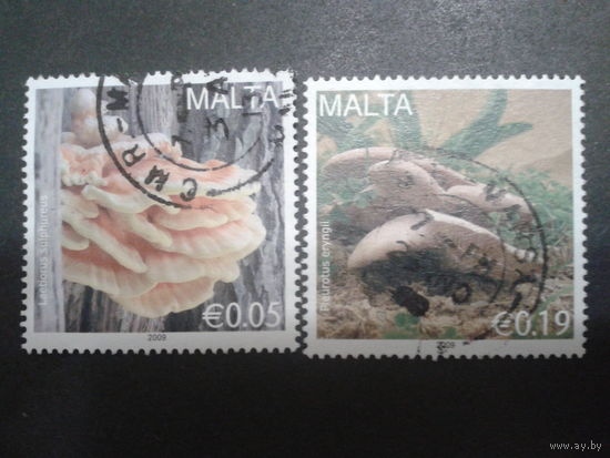 Мальта 2009 грибы