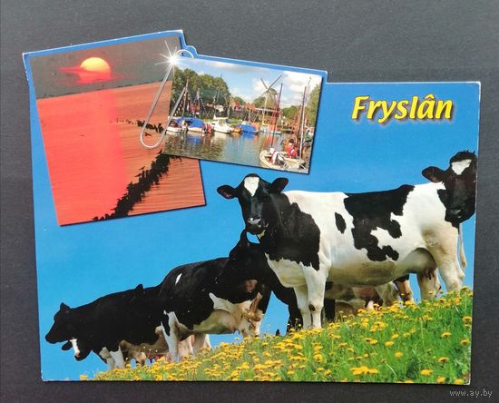Открытка прошедшая почту. Нидерланды. Коровы