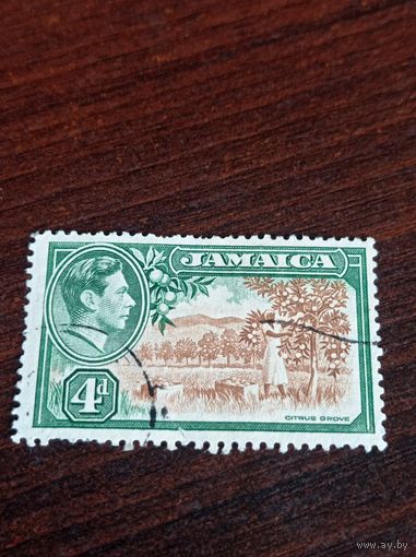 Британская Ямайка 1938 года. Цитрусовая роща