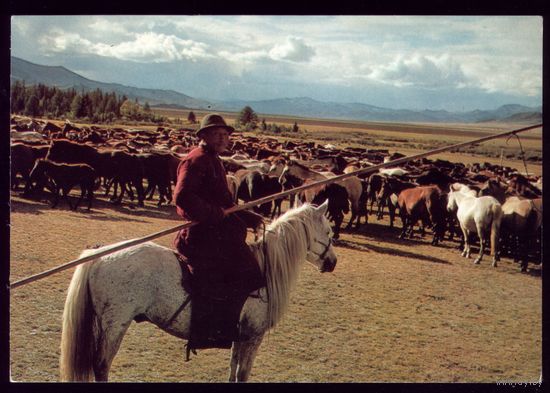 Монголия Пастух
