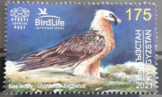 2021 Птица года - бородатый стервятник - Кыргызстан