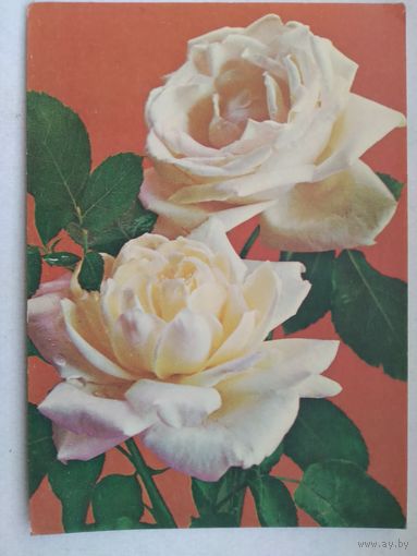 Открытка ,,роза чайно- гибридная ,, 1975 г. Подписана .