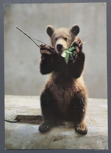 Открытка "Бурый медвежонок". Фото Э.Назарова, 1988, изд."Планета"