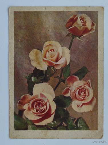 Почтовая карточка 1961 г. "Розы". Фото В. Упитиса.
