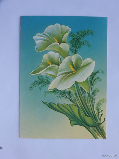 Коробова калла цветы 1986  10х15 см