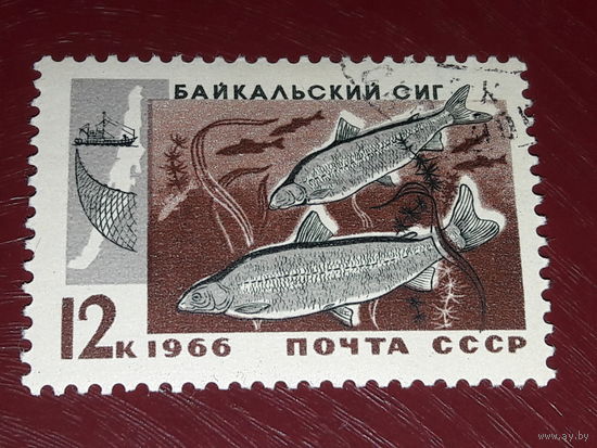 СССР 1966 Фауна. Промысловые рыбы Байкала