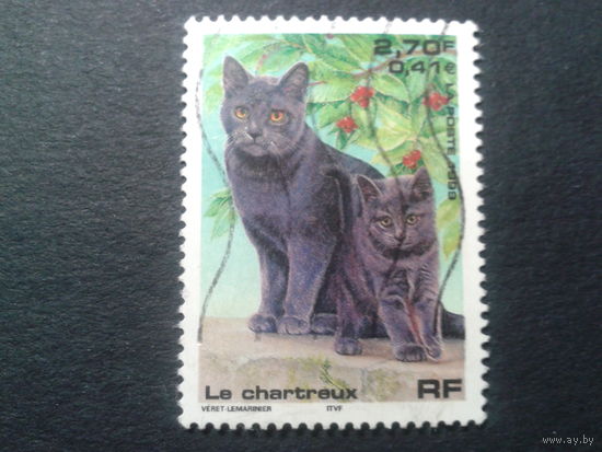 Франция 1999 кошки