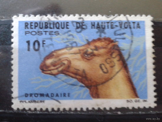 Верхняя Вольта 1966 Верблюд