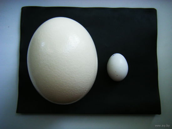 Яйцо Африканского Страуса.
