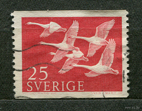 Фауна. Лебеди. Швеция. 1956
