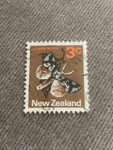 Новая Зеландия. Мотыльки. Lichen Moth