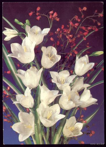 1988 год И.Дергилёв Цветы чист