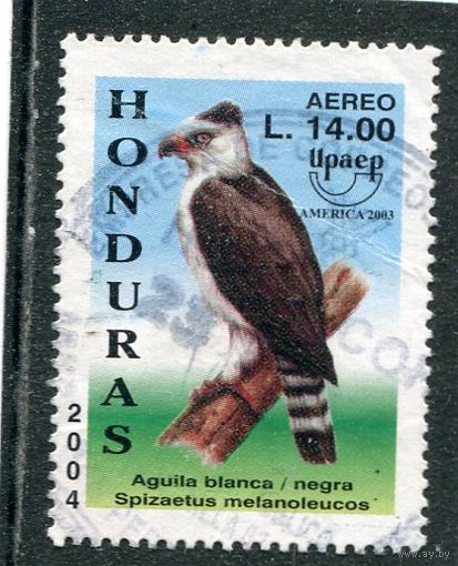 Гондурас. Фауна. Черно-белый хохлатый орел
