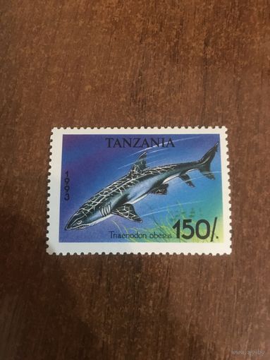 Танзания 1993. Акула Triaenodon obesus