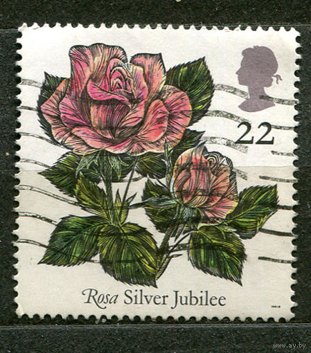 Роза "Серебряный юбилей". 1991. Великобритания