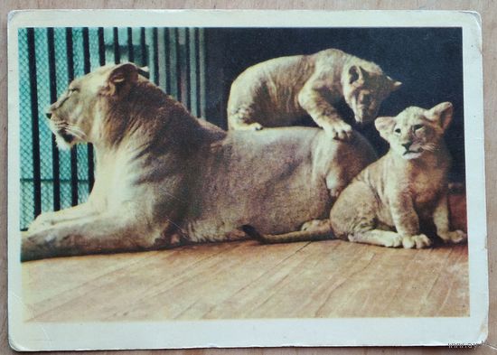 Львица с львятами. 1963 г. Чистая.