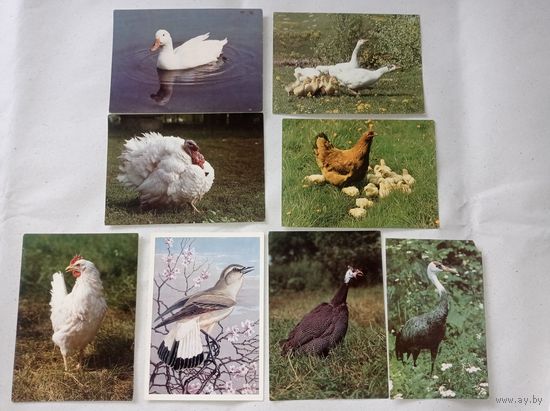 Открытки СССР с птицами. Фото птиц, открытки ссср