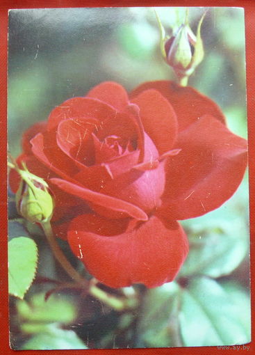 Роза " Фараон ". Чистая. 1982 года. Фото Матанова. *306.