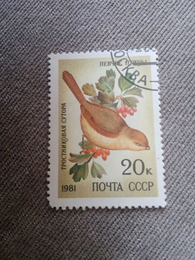 СССР 1981. Тростниковая сутора