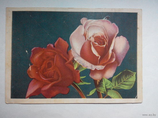 Октообер. Таллин. Розы. Цветы. 1956 год #0006-FL1P03