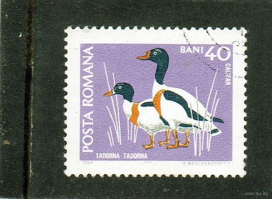 Румыния.Ми-2726. Обычный Шелдук (Tadorna tadorna). Серия: Фауна из дикой природы.1968.