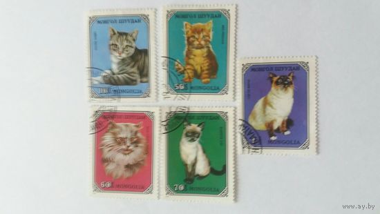 МНР 1979 5м коты