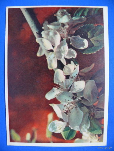 Фото Л. Раскина, Яблоня цветёт, 1962, чистая.