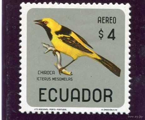 Эквадор. Птица. Желтохвостый цветной трупиал