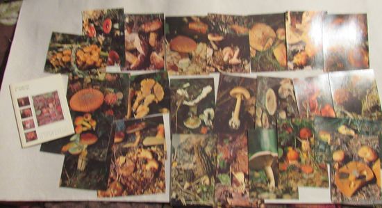 Грибы. Экскурсия в природу. Комплект из 25 открыток.