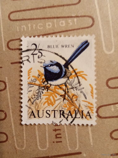 Австралия. Птицы. Blue Wren