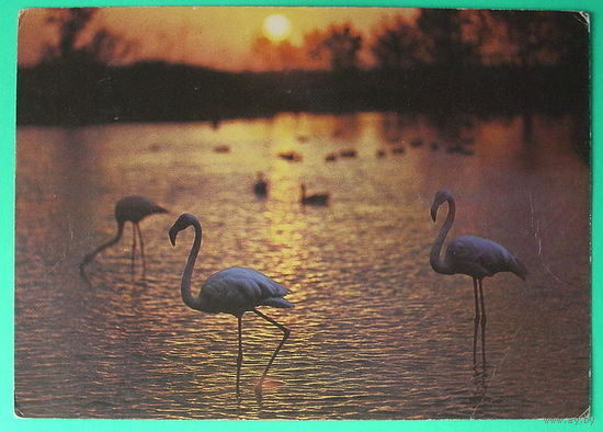 Фламинго. Чистая. 1988 года.