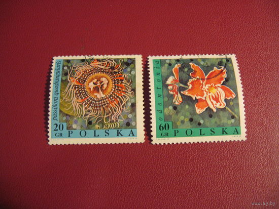 Марки Цветы 1968 год Польша