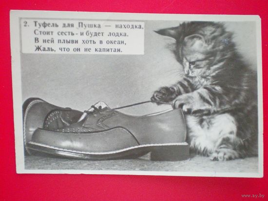 Открытка "котик" до 1960 г. (подписана) мал. формат