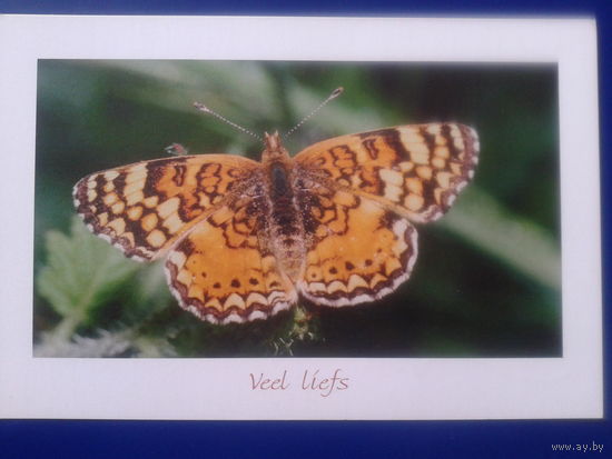 Нидерланды бабочка