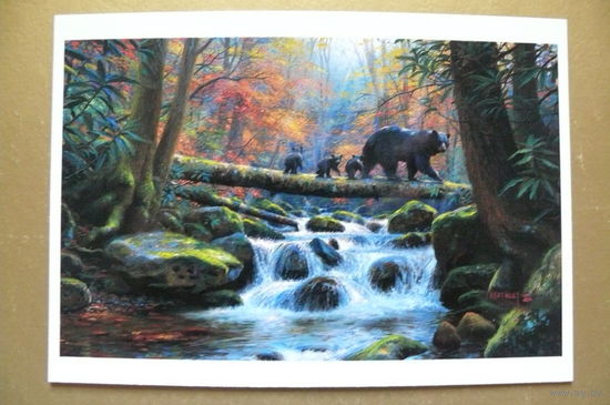 Современная открытка, Mark Keathley, чистая; медведи.