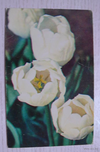 Матанов Н., Белые тюльпаны; 1974, чистая (размер 9*14).