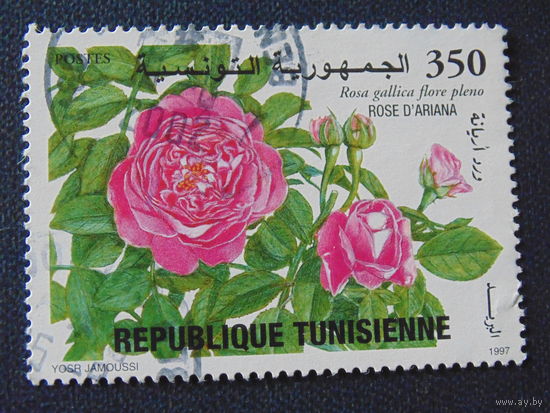 Тунис 1997 г. Розы.