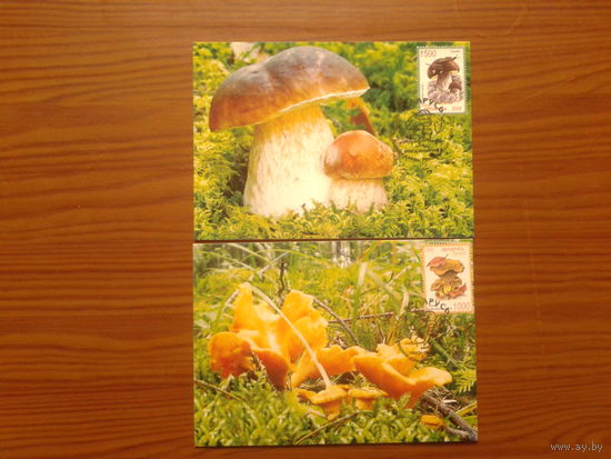 Беларусь 2008 грибы картмаксимум