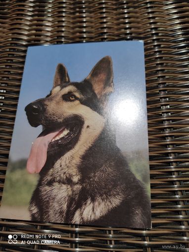 ОТКРЫТКА СССР 1989г.  овчарка восточно-европейская  собака животные