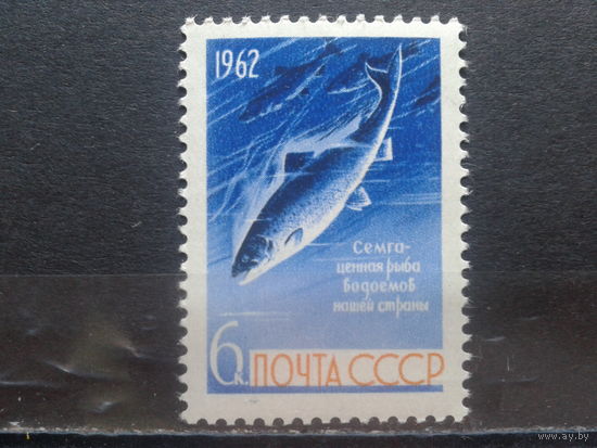 1962, Рыба семга