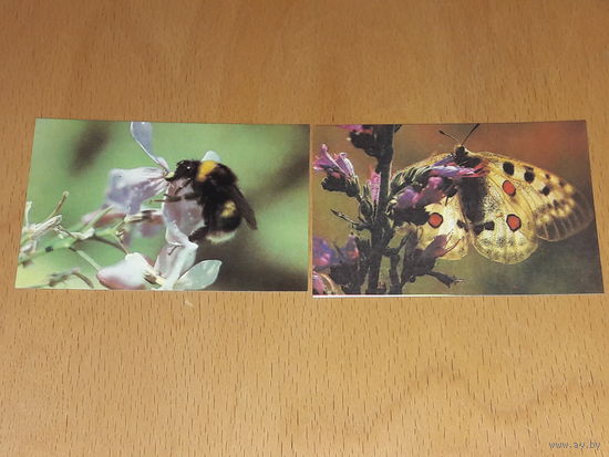 Календарики 1988 Фауна. Бабочка и пчела. 2 шт. одним лотом