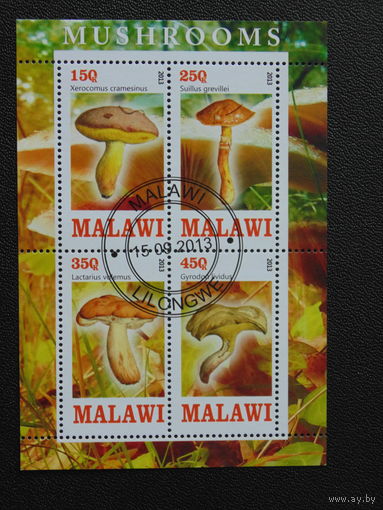 Малави  2013г. Грибы.