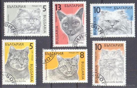 Болгария кошки