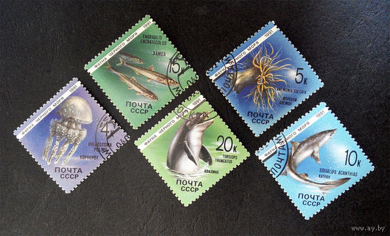 СССР 1991 г. Фауна Черного моря, полная серия из 5 марок #0067-Ф2P12