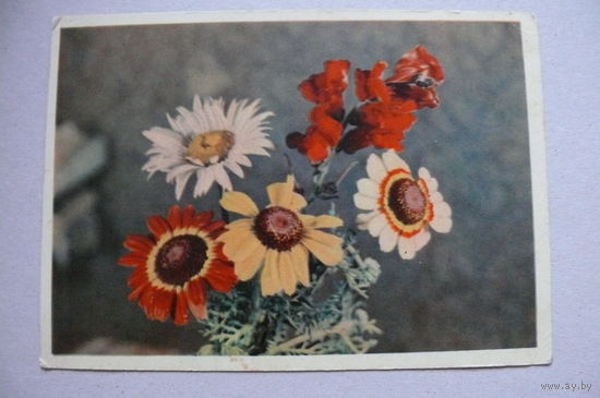 Самсонов Г., Цветы; 1957, подписана.