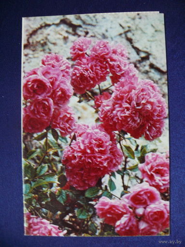 Фото Папикьяна Р., Полиантовые розы, 1972, двойная, подписана.