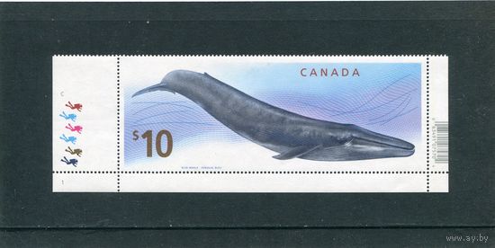 Канада. Морская фауна. Голубой кит