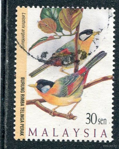 Малайзия. Птицы