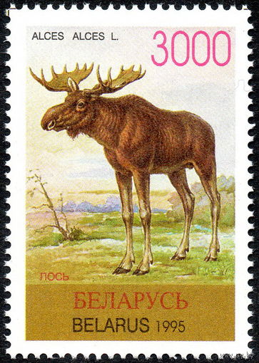 Фауна Лось Беларусь 1996 год (128) 1 марка