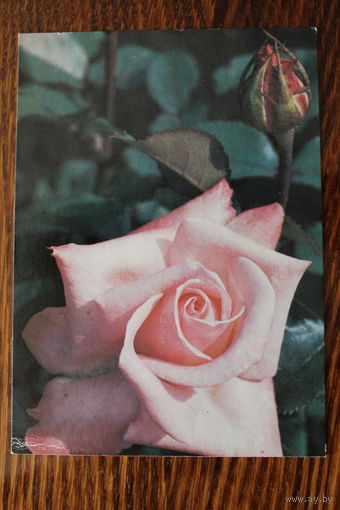Роза "Винервальд". Фото Н. Матанова. Чистая, 1983 г.